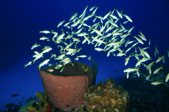 Image of Goatfish