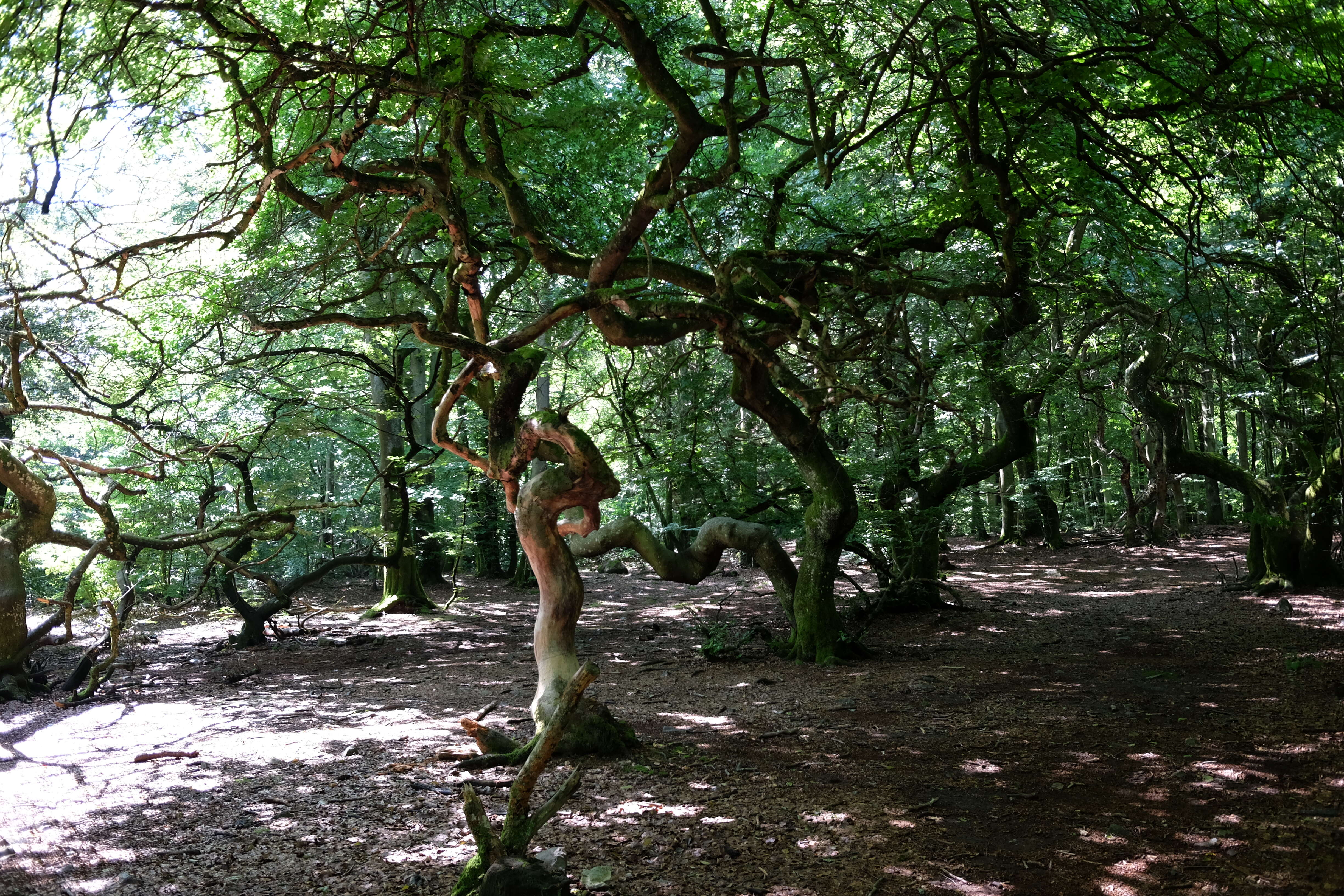 Image of Fagus sylvatica var. suentelensis