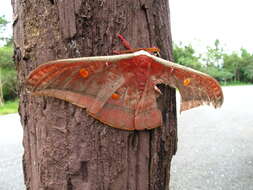 Image of Antheraea assamensis (Helfer 1837)