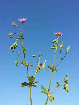 Image of hedgerow geranium