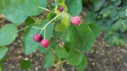 Image de Amelanchier laevis Wieg.