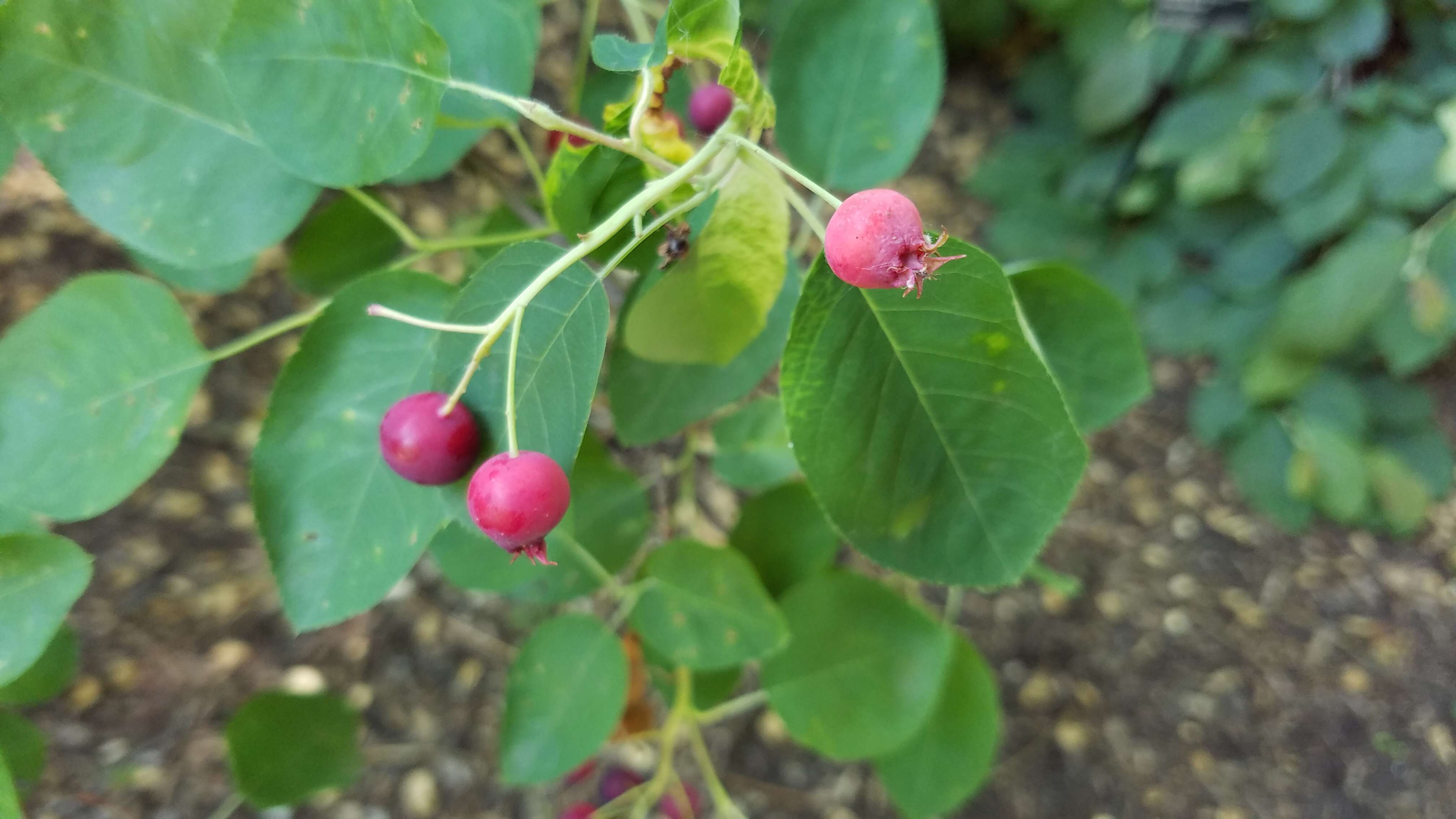 Image de Amelanchier laevis Wieg.