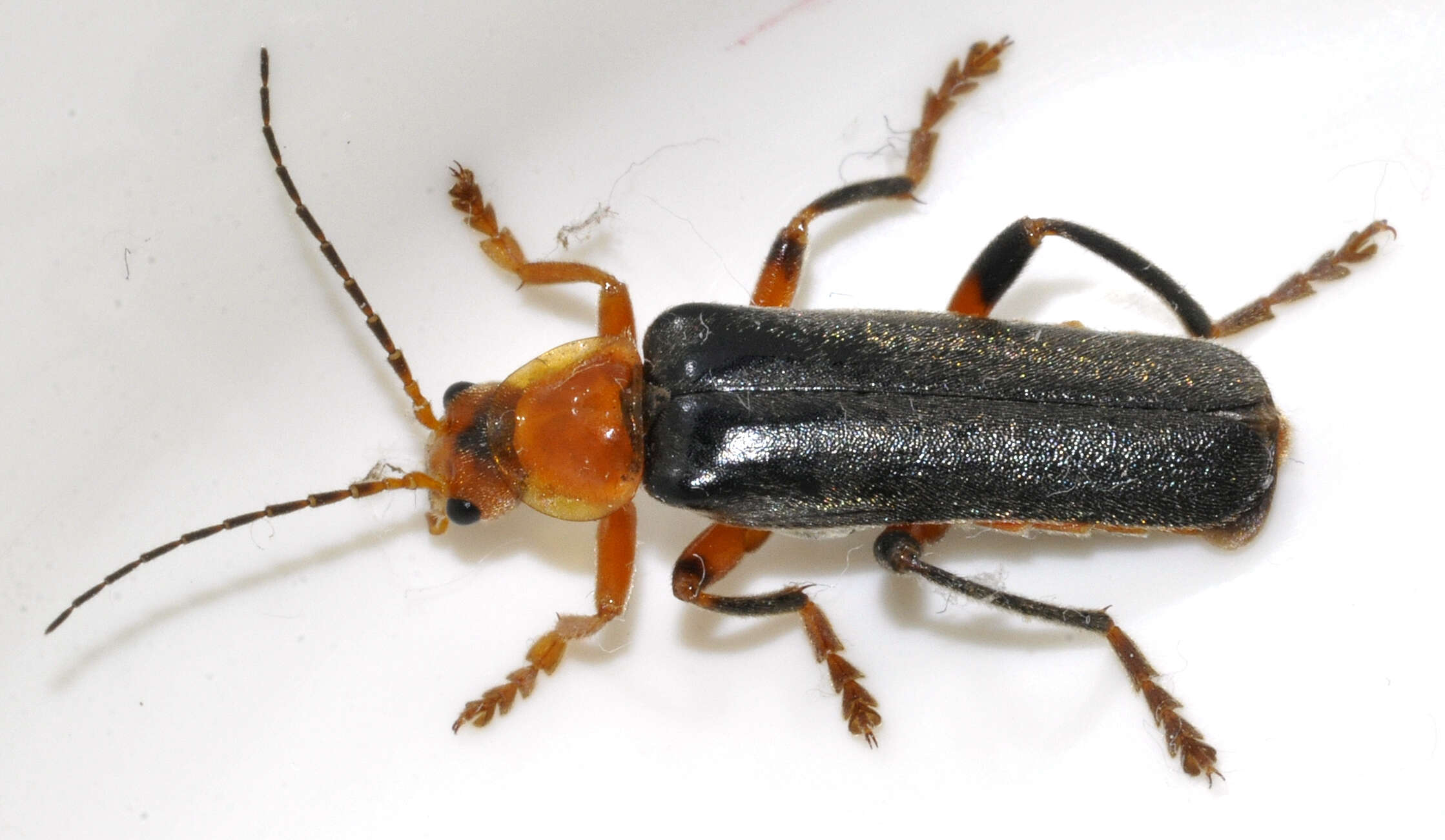 Image of Cantharis livida