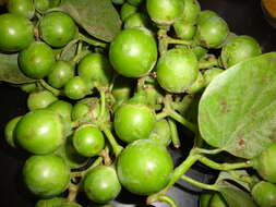 Image of Assyrian plum