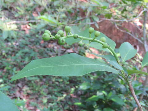 Croton persimilis Müll. Arg.的圖片