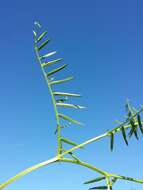 Imagem de Vicia tenuifolia Roth