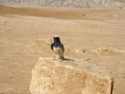 Image of Hooded Wheatear