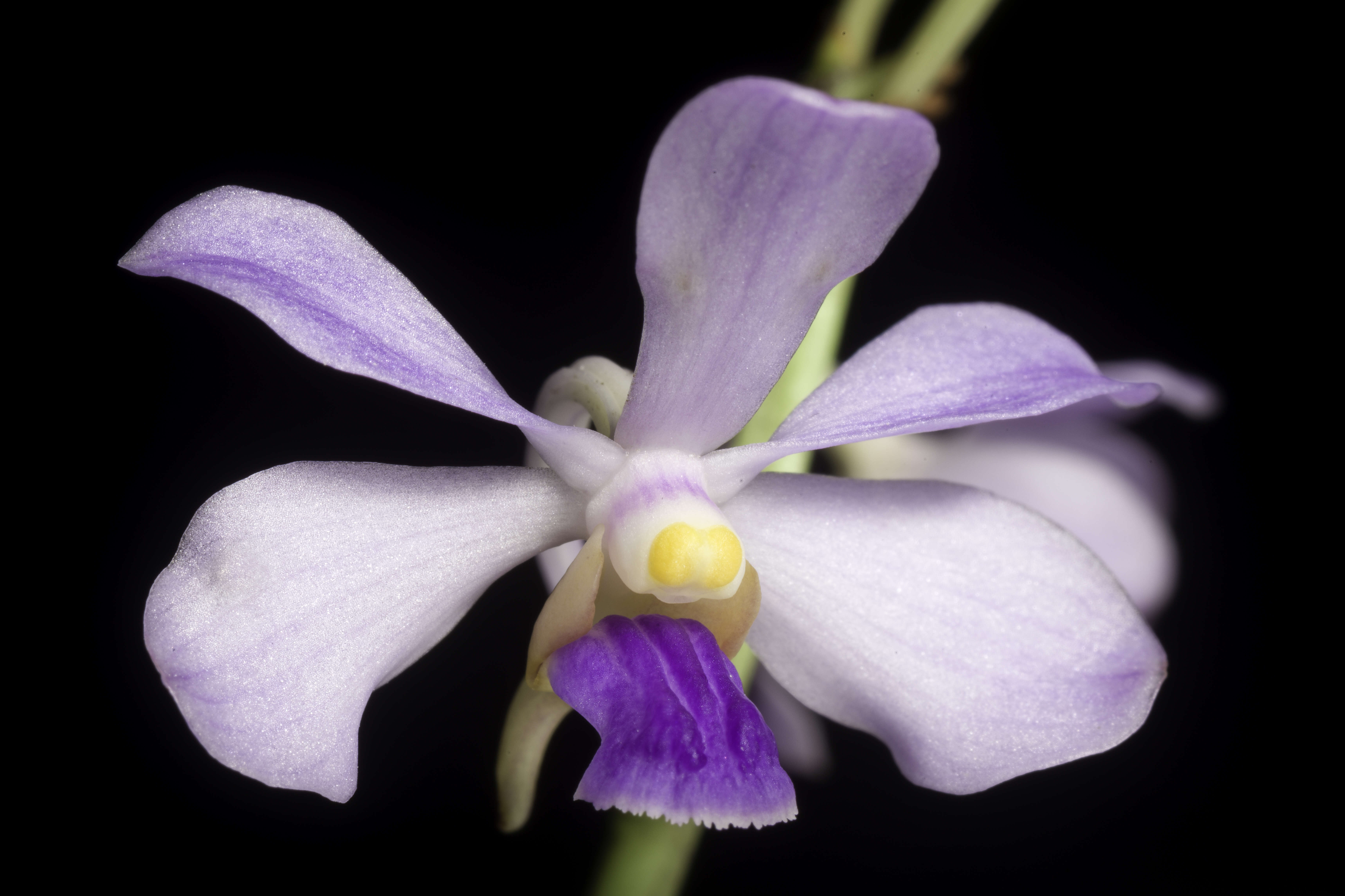 Image of Vanda coerulescens Griff.