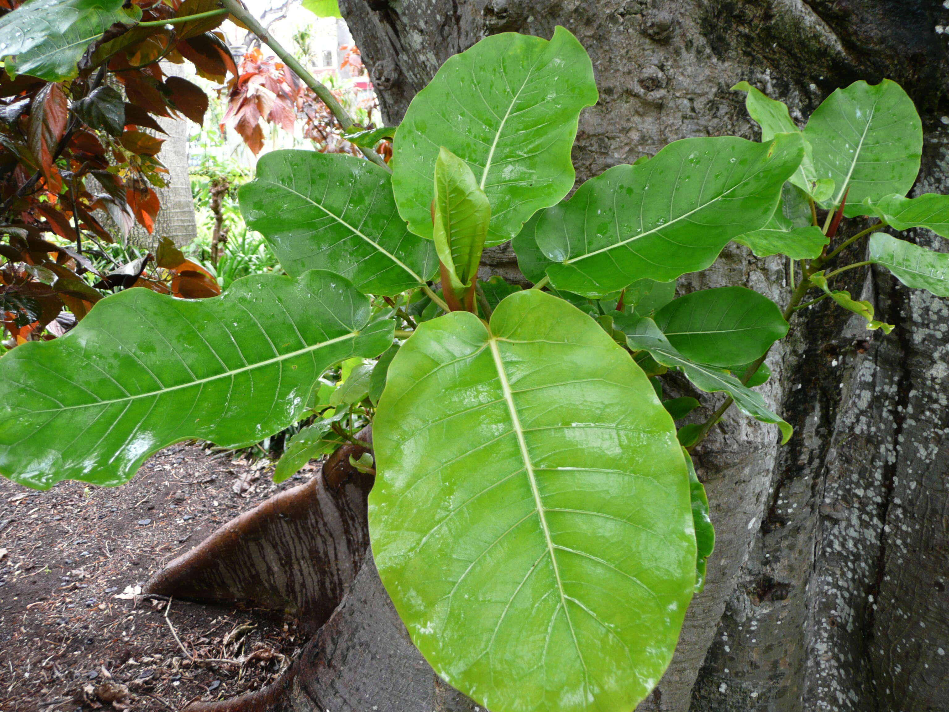 Image of Ficus nymphaeifolia Mill.