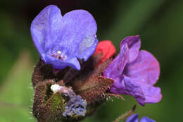 Image of Lungwort