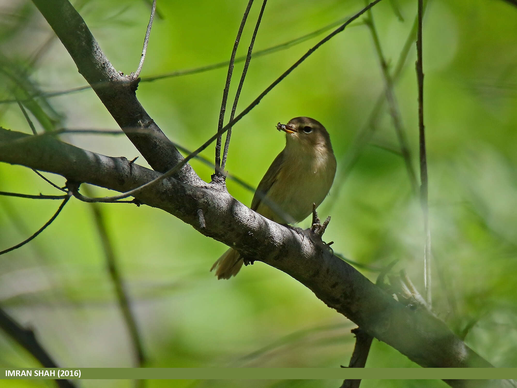 Image of Siberian Chiffchaff