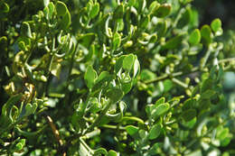 Image of oak mistletoe