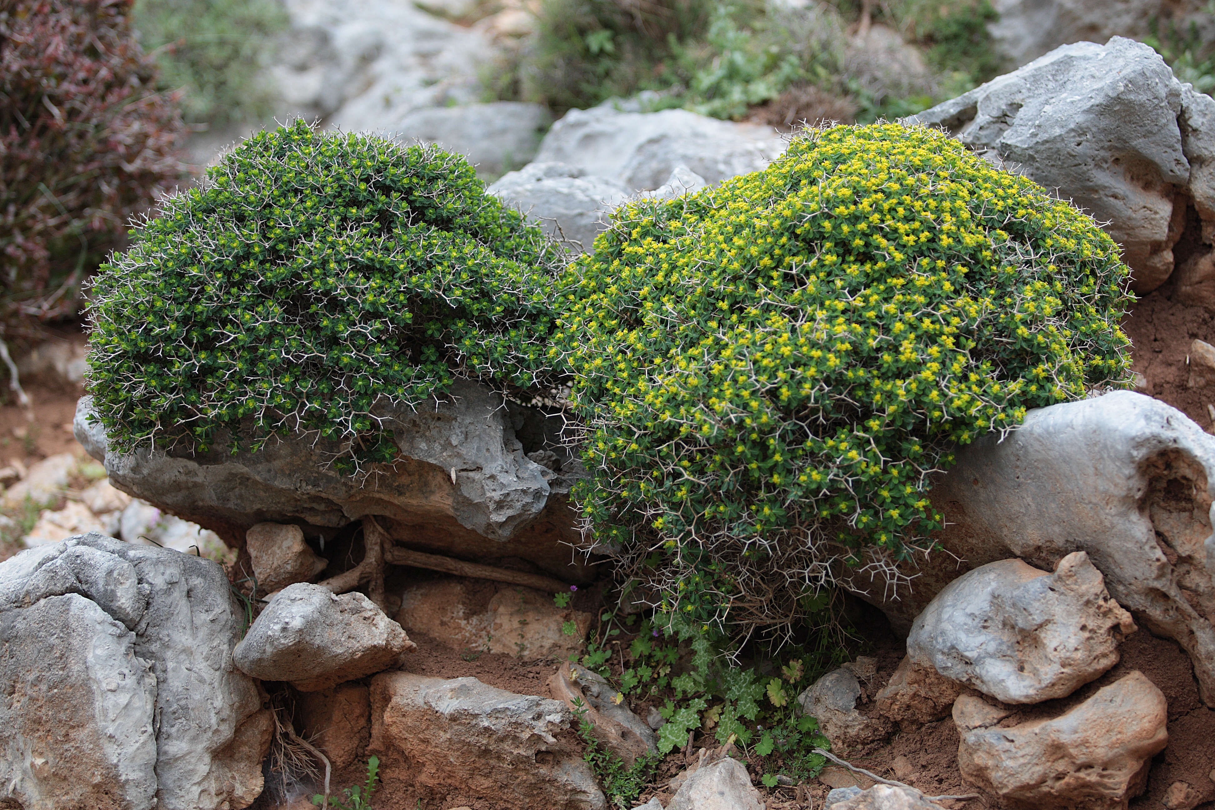 Imagem de Euphorbia acanthothamnos Heldr. & Sart. ex Boiss.