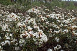 Imagem de Rhododendron tomentosum (Stokes) Harmaja