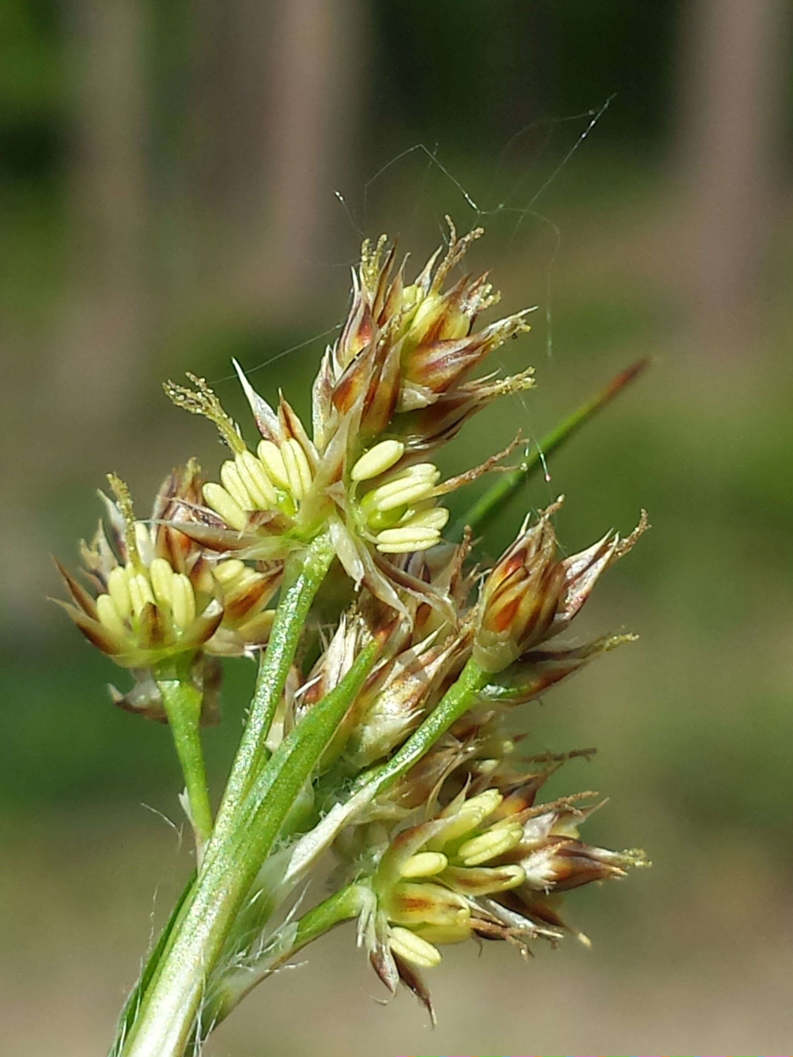 Image of common woodrush