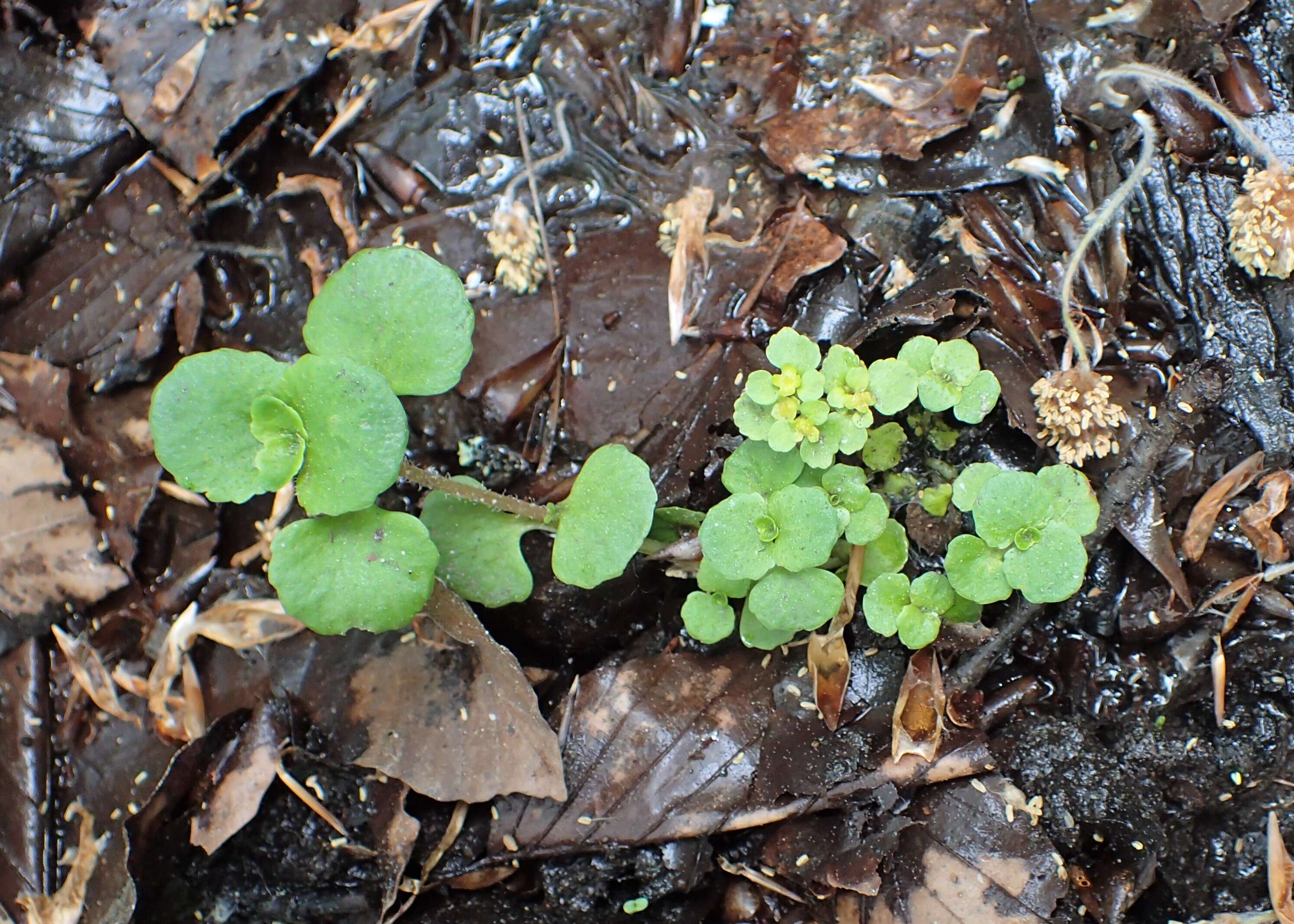 Image of Opposite-leaved Golden Saxifrage