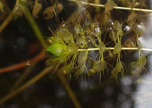 Image of Common Aldrovanda