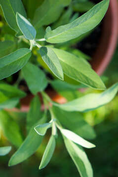 Imagem de Salvia officinalis L.