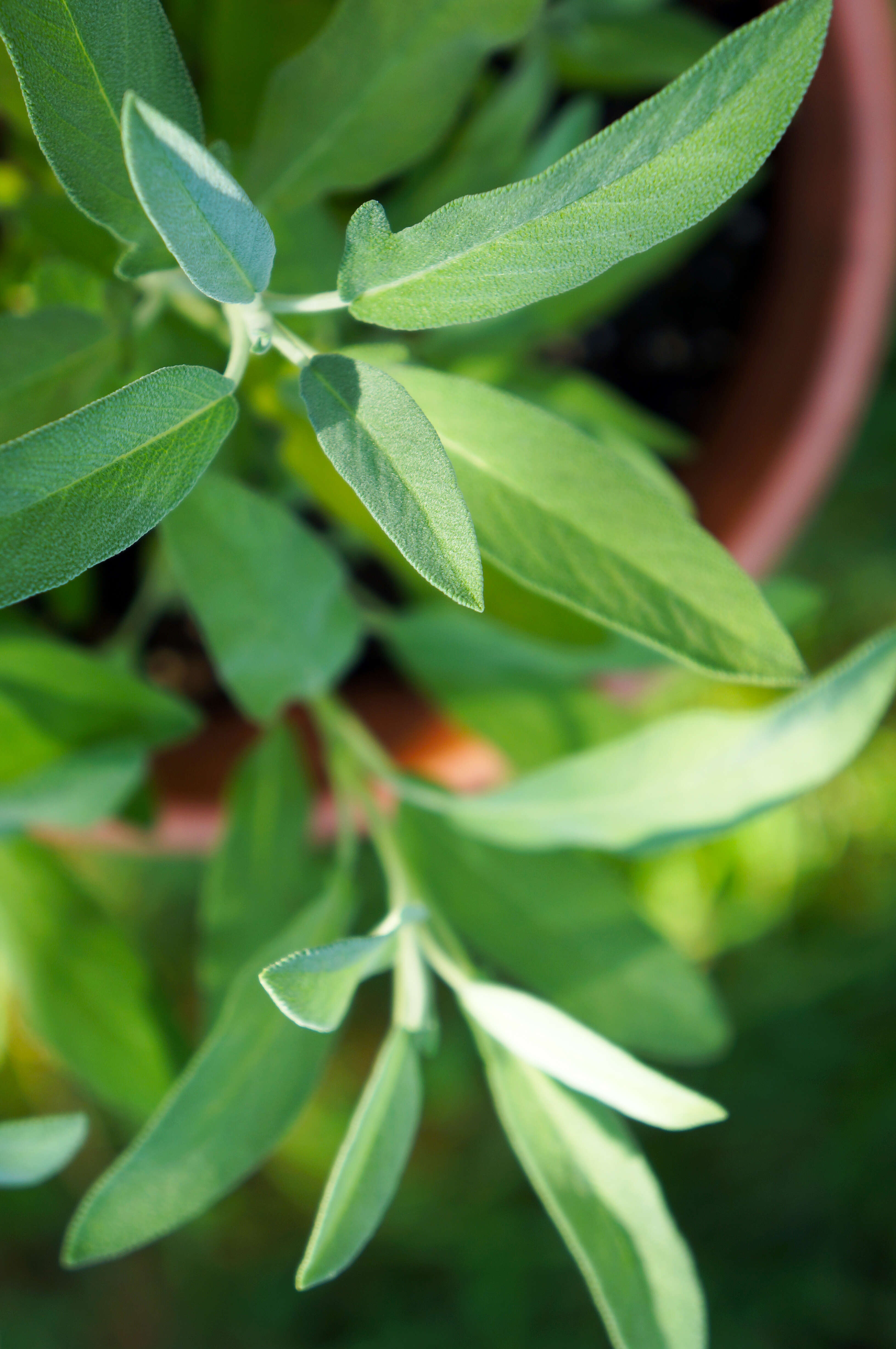 Imagem de Salvia officinalis L.