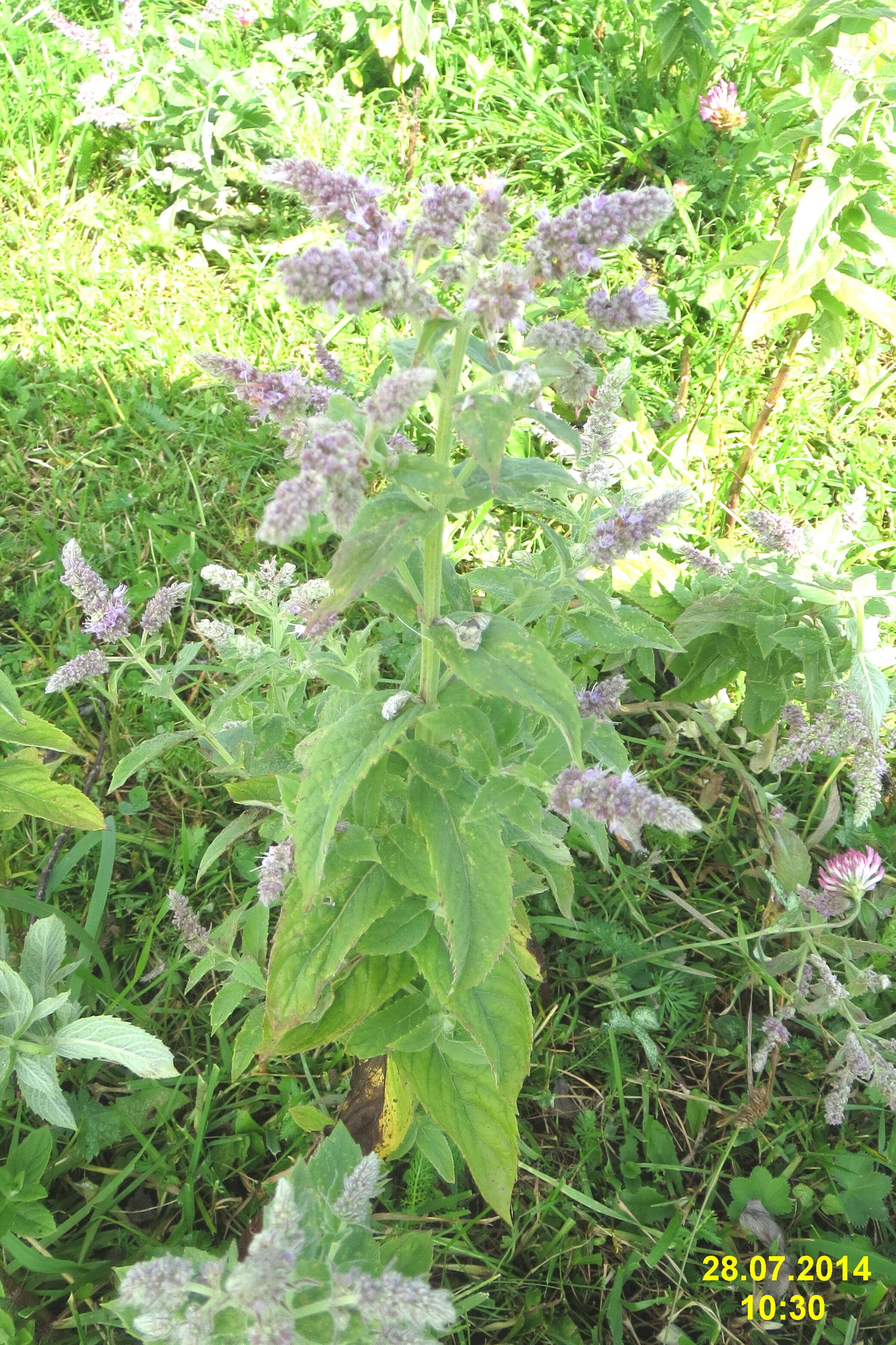 Image of Horse Mint