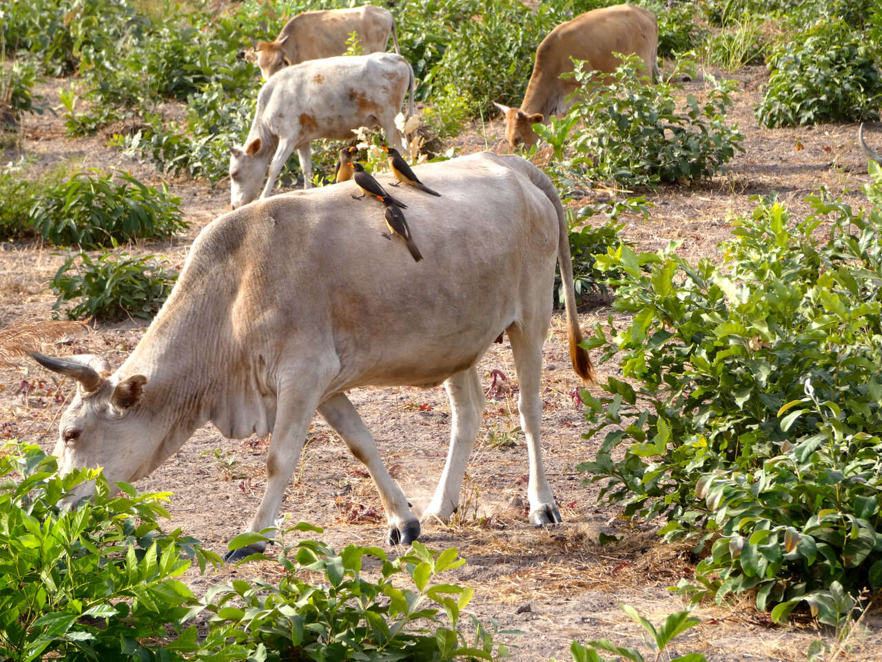 Image of oxpeckers