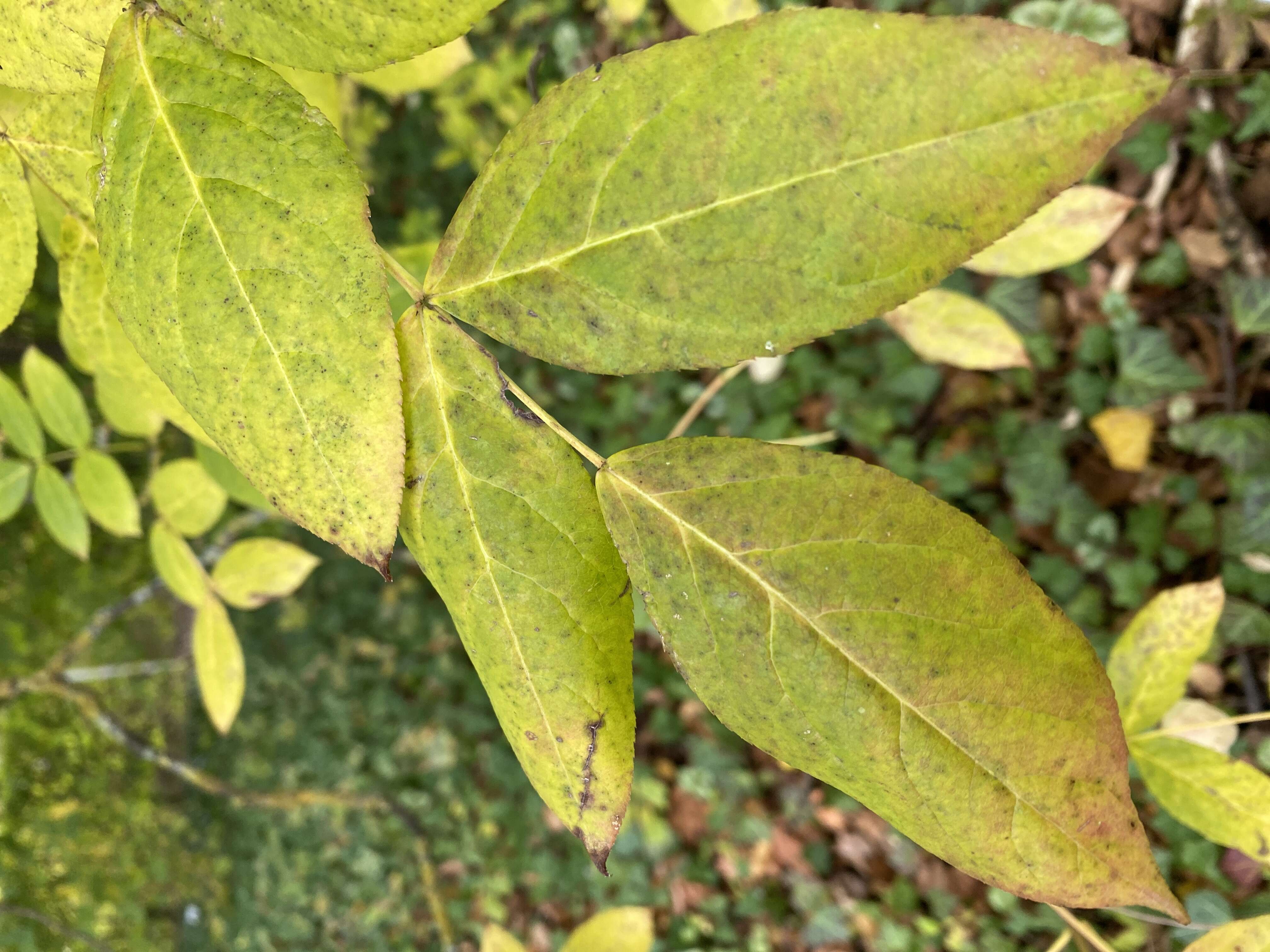 Imagem de Staphylea pinnata L.