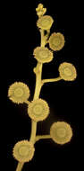 Image of Codonocarpus cotinifolius (Desf.) F. Müll.