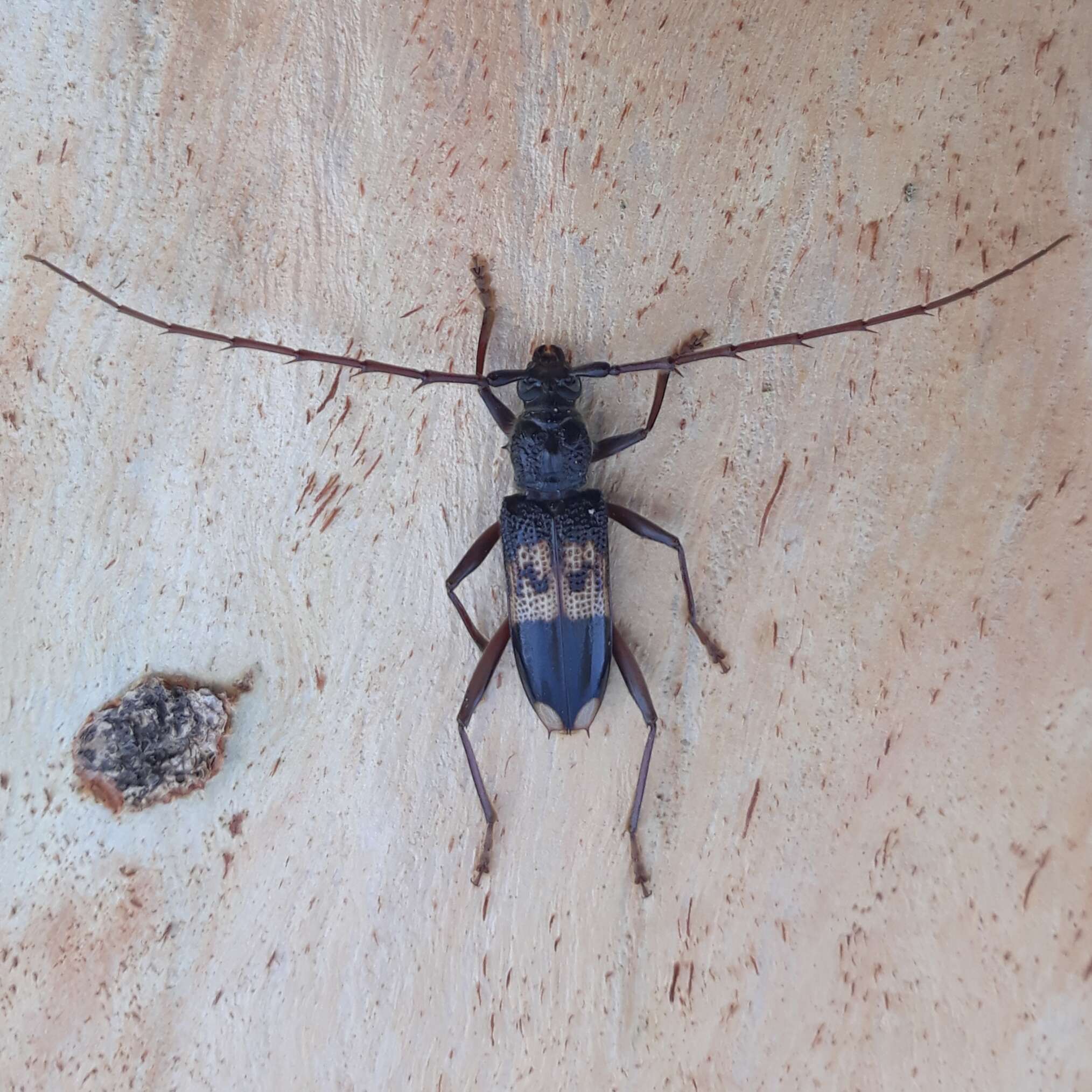 Image of Eucalyptus longhorn borer