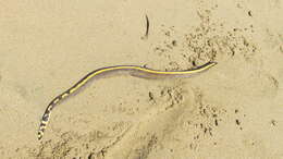 Image of Yellow-bellied sea snake