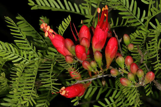 Image of Hottentot's Bean