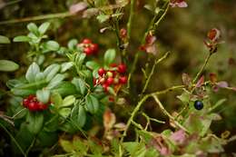 Image of lingonberry