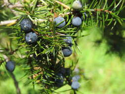 Image of Common Juniper