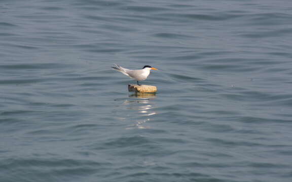 Image of Lesser Crested Tern