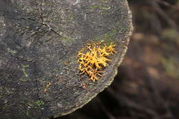 Imagem de Calocera cornea (Batsch) Fr. 1827