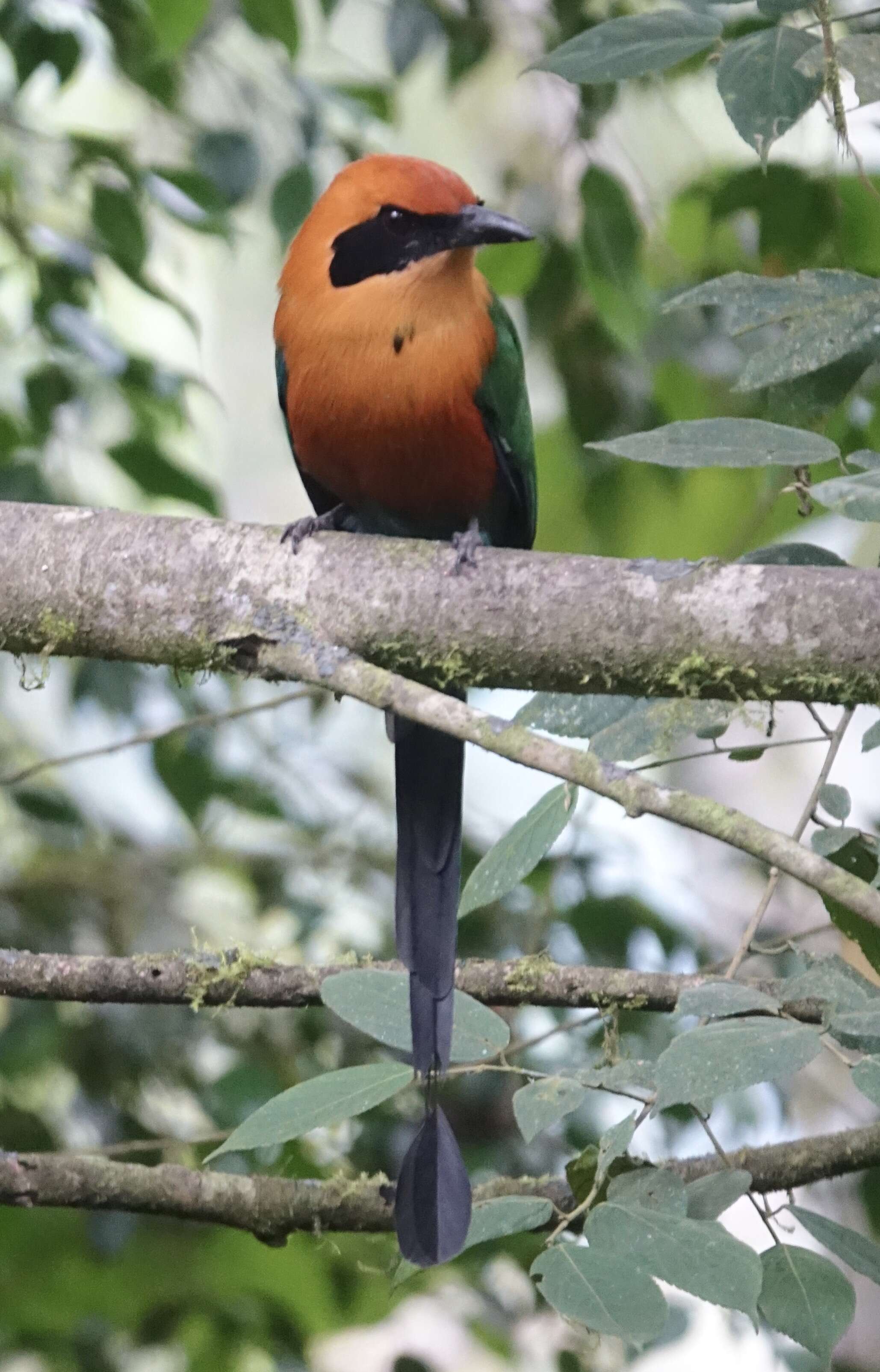 Image of Rufous Motmot