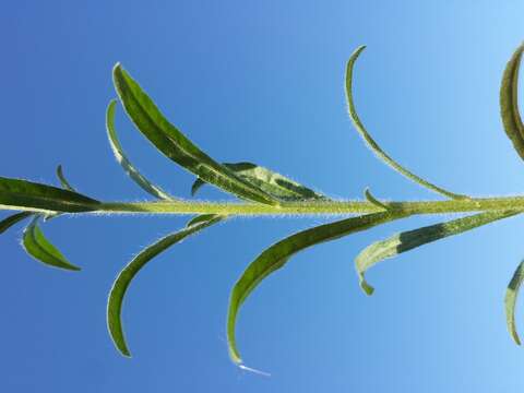 Image of European stickseed