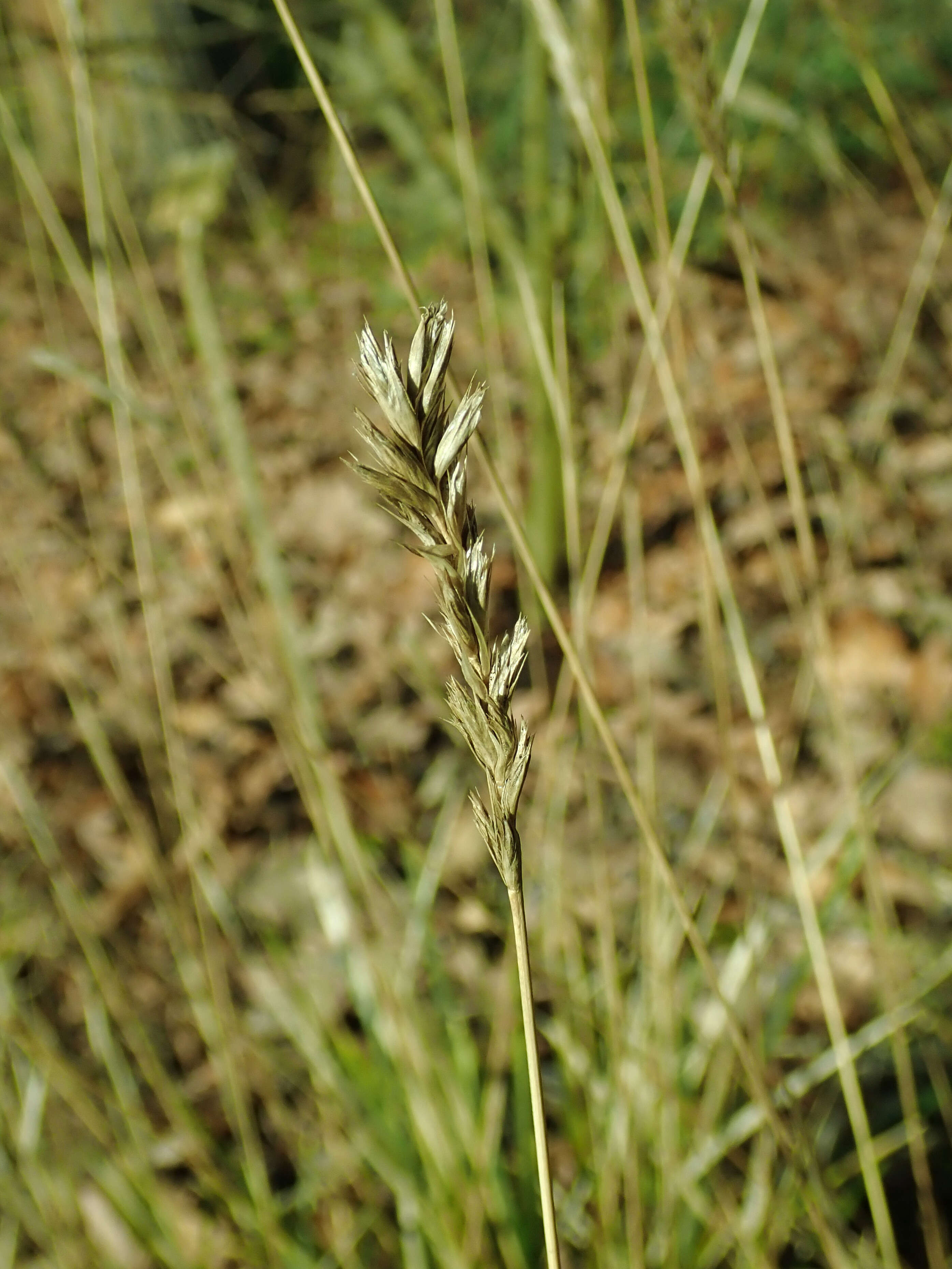 Image of autumn moor grass