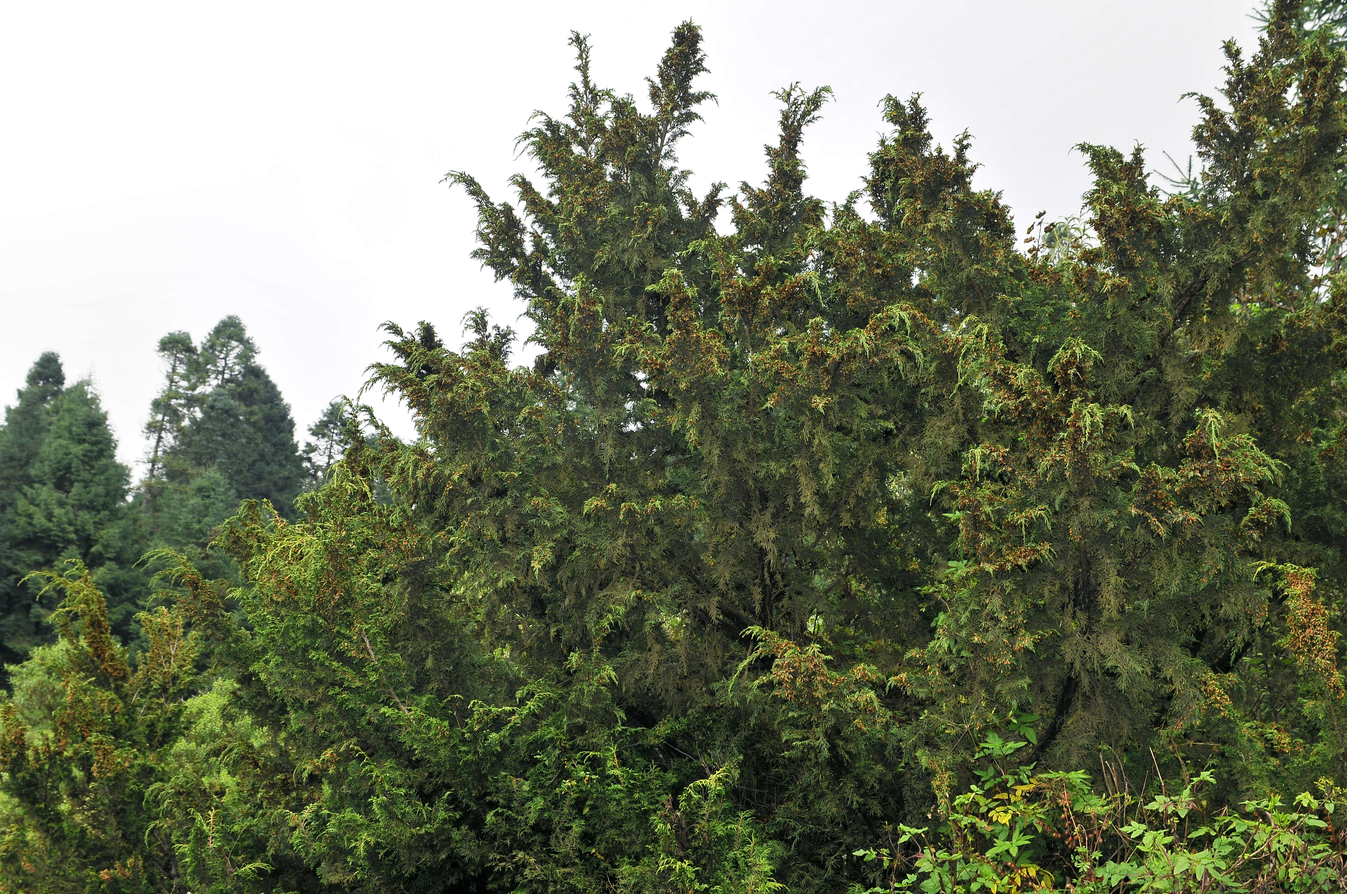 Image de Juniperus monticola Martínez