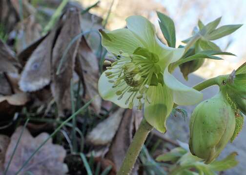 Image of Helleborus odorus subsp. cyclophyllus (A. Braun) Strid