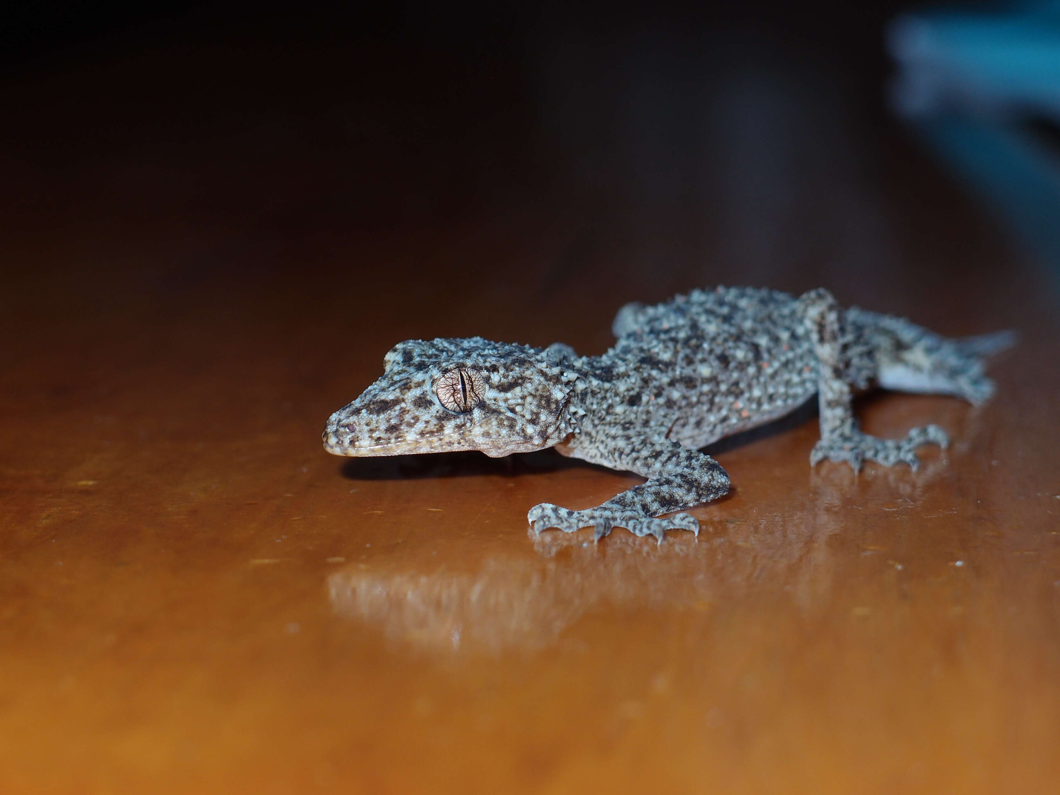 Image of Broad-tailed Gecko