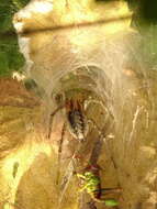 Image of Agelena labyrinthica (Clerck 1757)