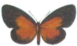 Image of Ptelina carnuta (Hewitson 1873)