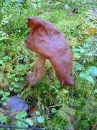 Image of Gyromitra infula (Schaeff.) Quél. 1886