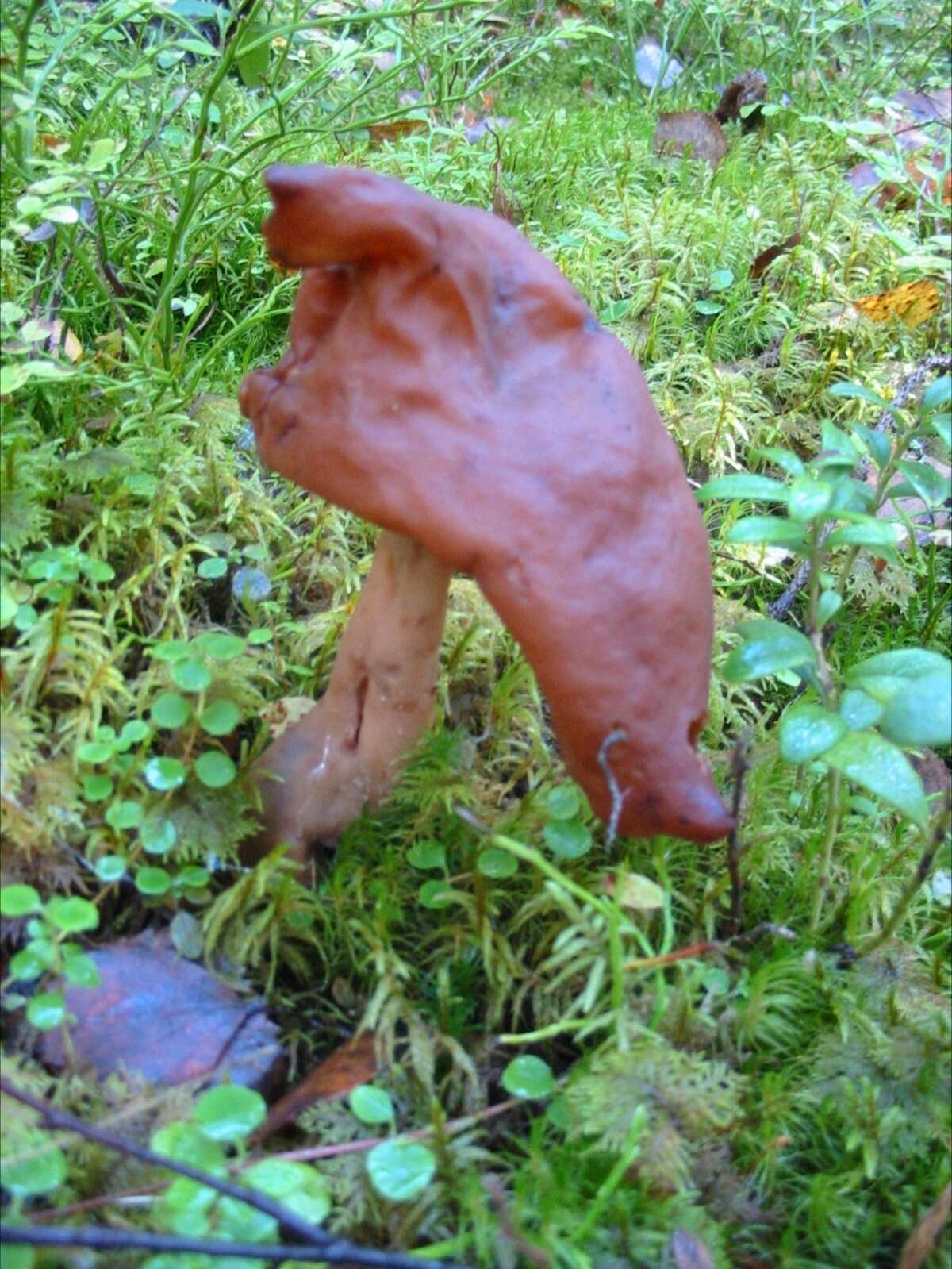 Image of Gyromitra infula (Schaeff.) Quél. 1886