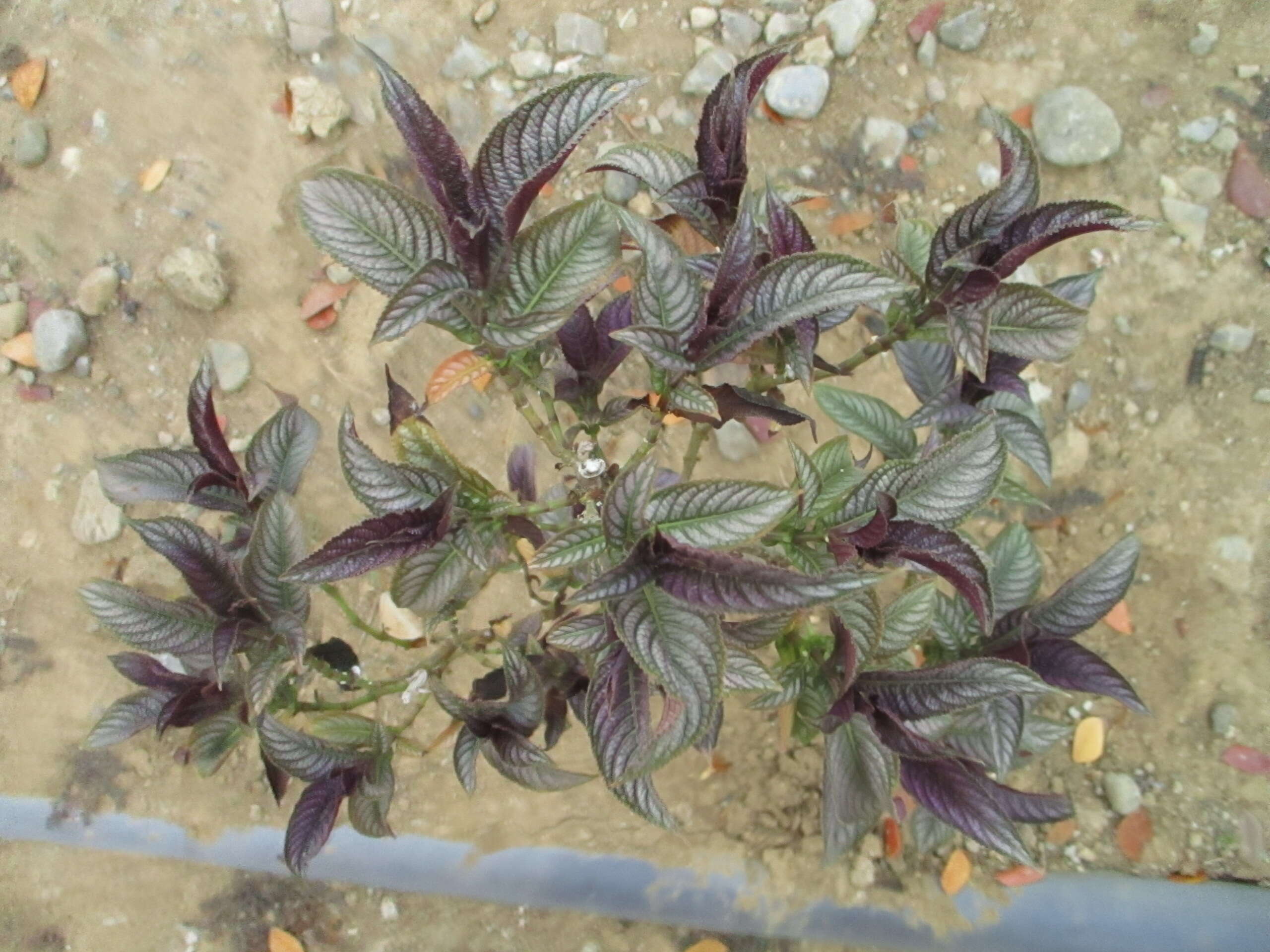 Image of Strobilanthes dyeriana