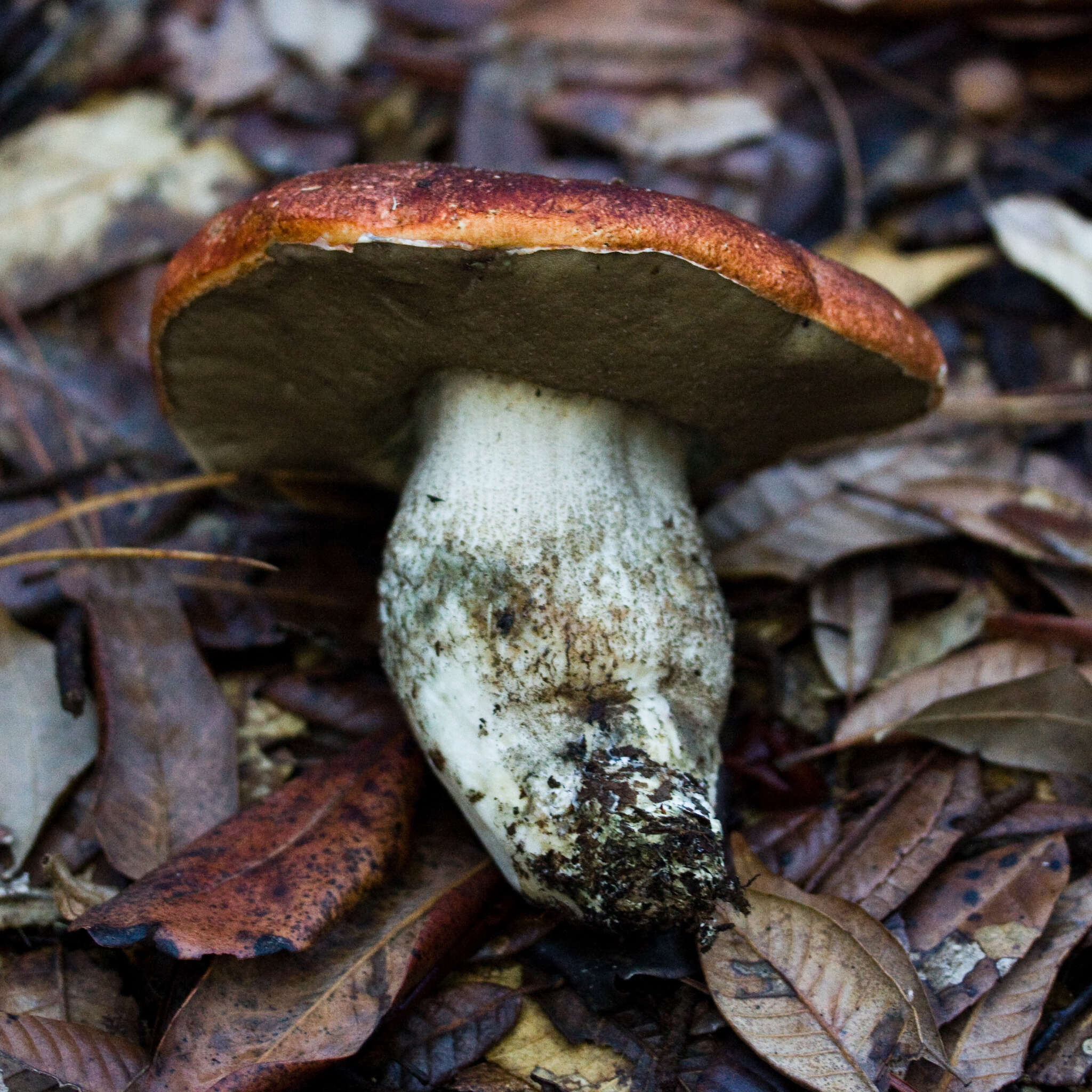 Image of Leccinum manzanitae Thiers 1971