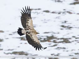 Image of Himalayan Griffon
