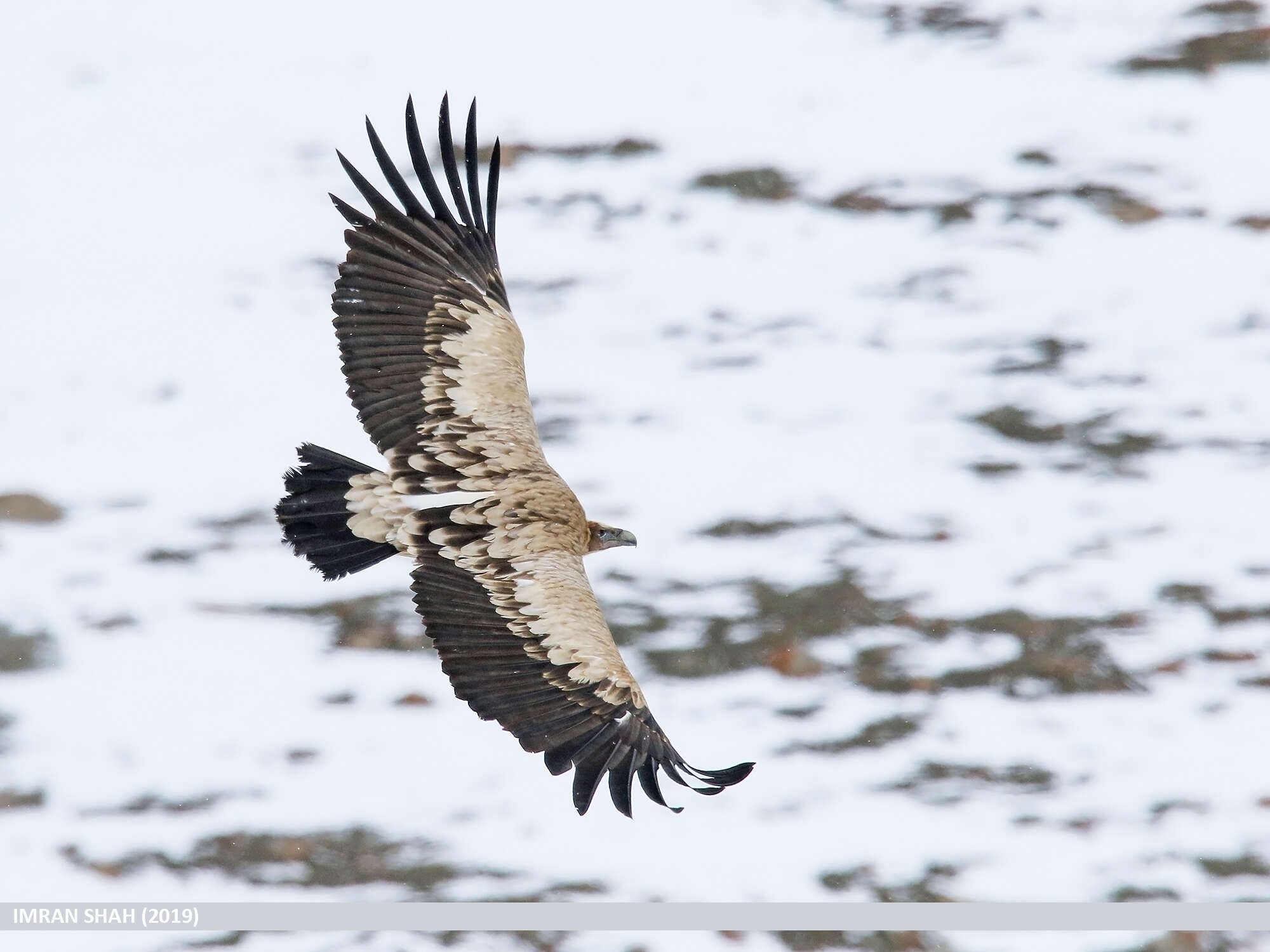 Image of Himalayan Griffon