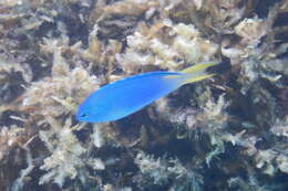 Image of Blue damsel