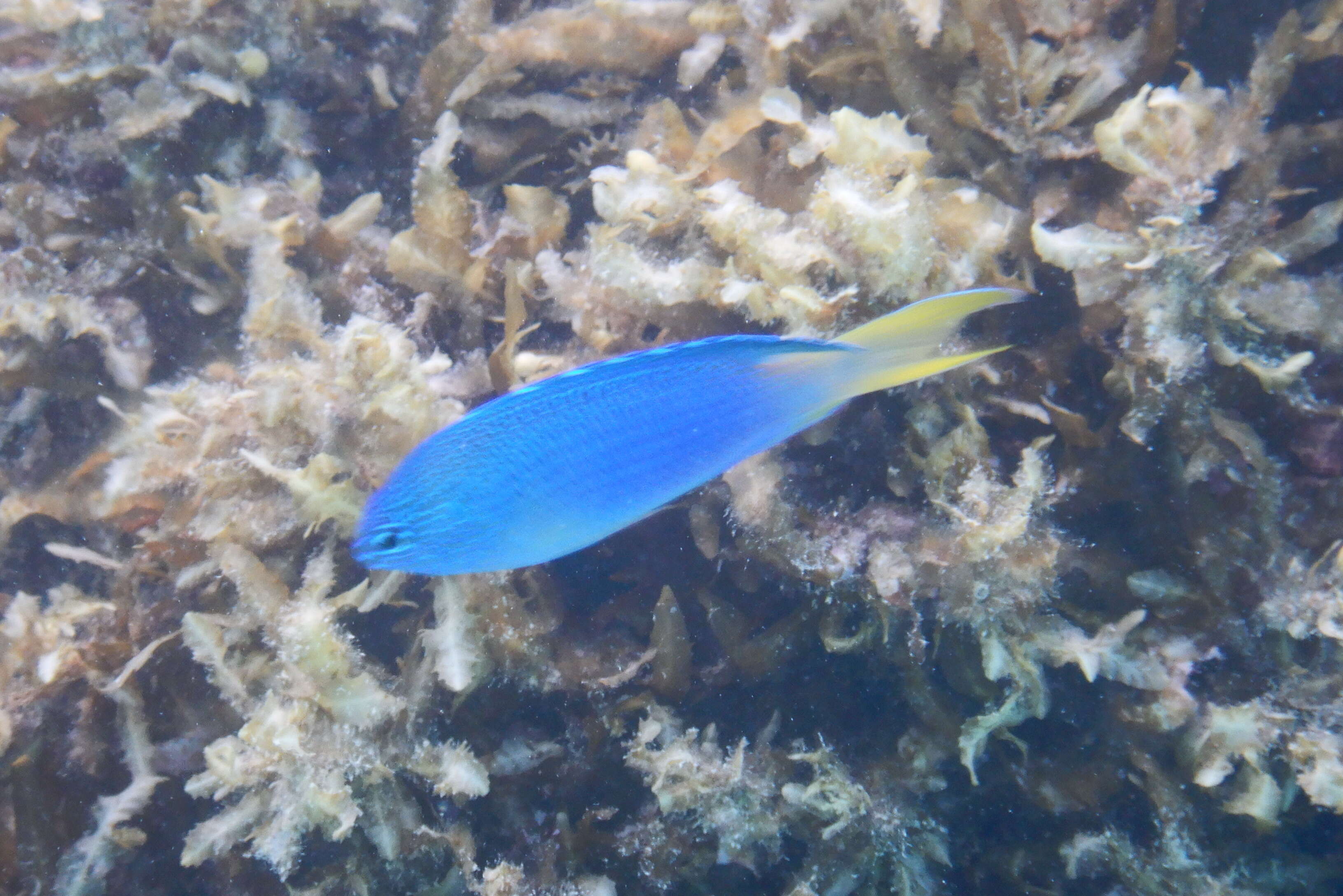 Image of Blue damsel